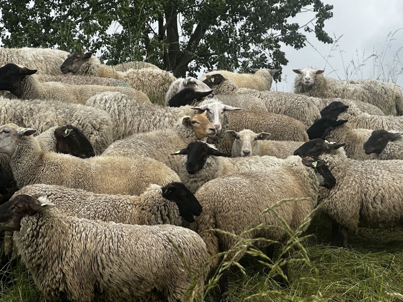 A dense flock of sheep, white and black-faced, under a tree