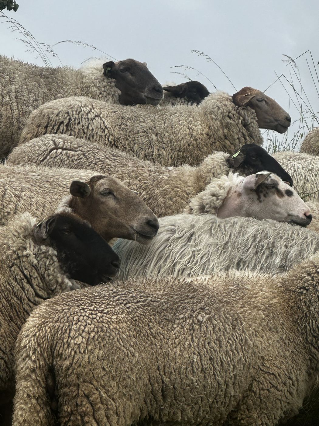 Close-up of sheep heads, all facing the same way