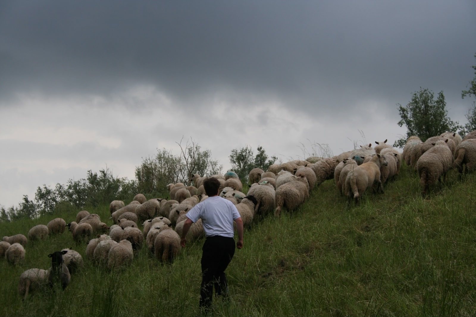 Moos walking up a grassy dike behind a large flock of sheep under a dark sky